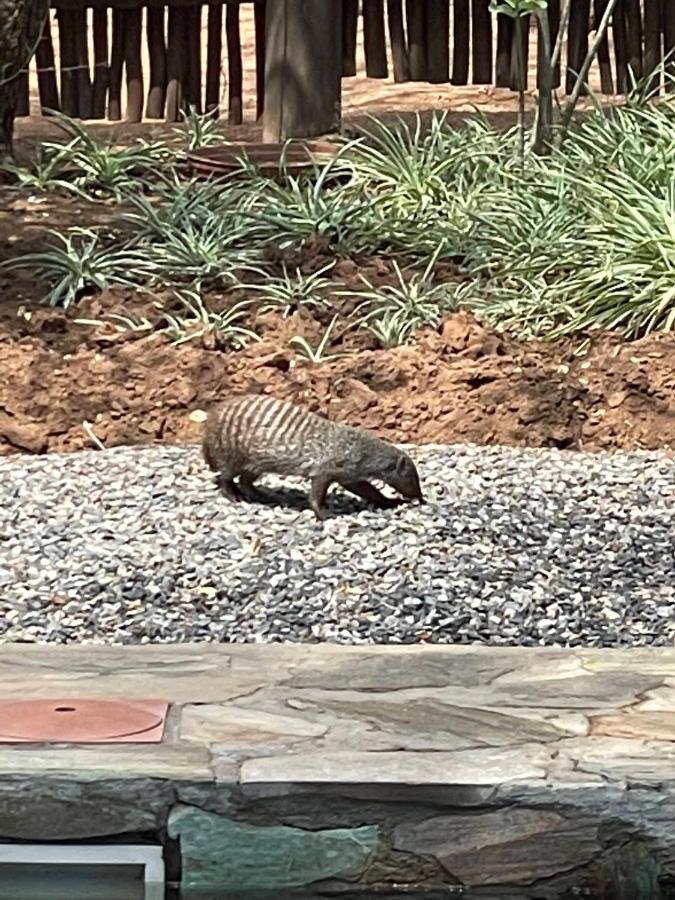 The Cheetah Rest Villa Hoedspruit Eksteriør billede