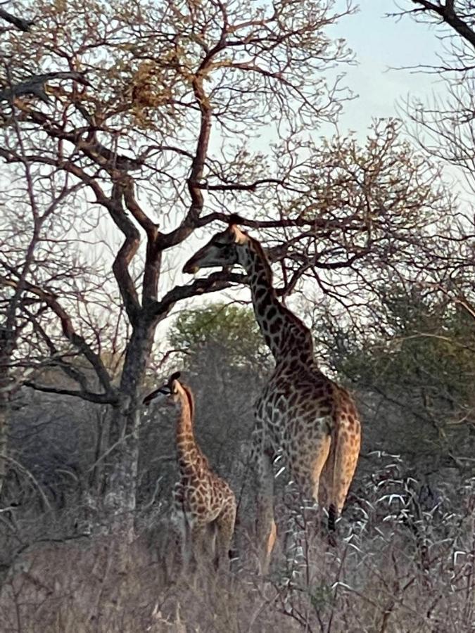The Cheetah Rest Villa Hoedspruit Eksteriør billede