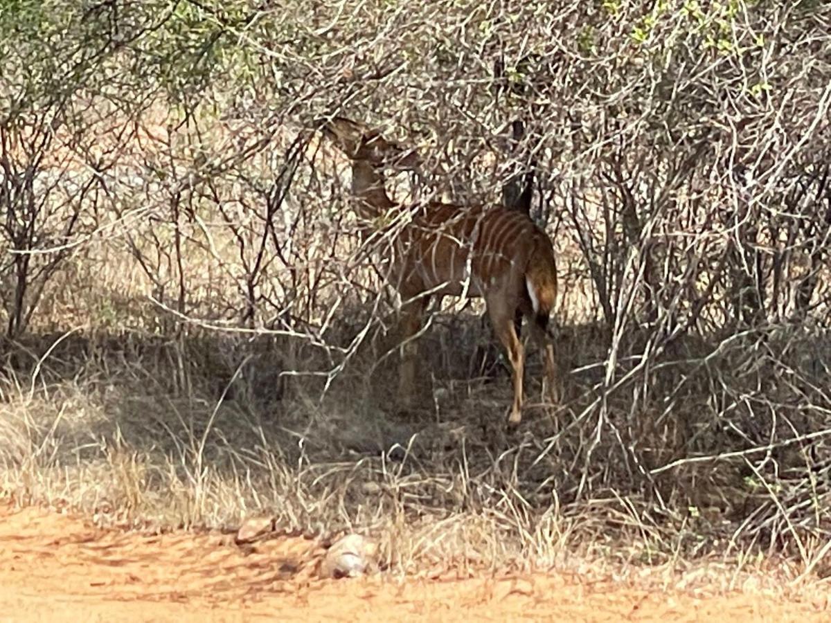 The Cheetah Rest Villa Hoedspruit Eksteriør billede