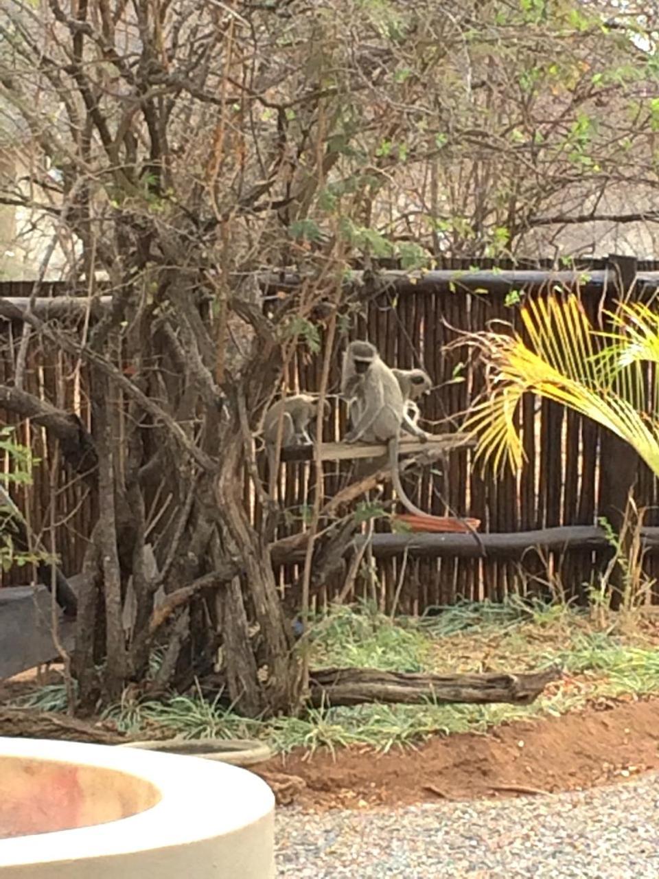The Cheetah Rest Villa Hoedspruit Eksteriør billede